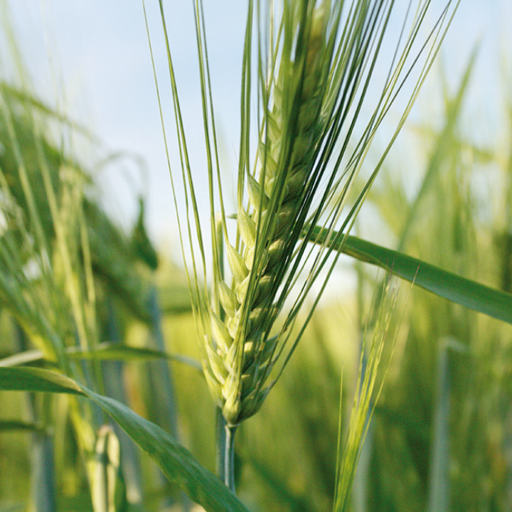 Weizen: Lorenz Partnerschaft mit Landwirt*innen